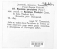 Puccinia recondita image